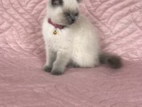 Denizli British Blue Point 2.5 aylık