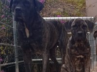 Yavru cane corso köpeği