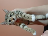 BU TATLI YAVRU KEDİMİZE YUVA ARIYORUZ