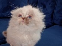 Scottish fold longhair