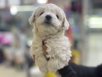 2 AYLIK GÜNÜ GELEN AŞILARI YAPILDI MALTİPOO