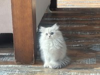 Silver safkan erkek yavru kediler