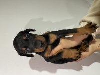 Anne baba şecereli doberman yavrularımız