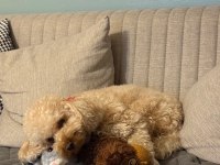 Yetişkin toy poodle