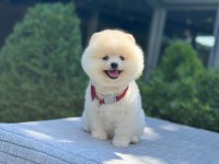 En tatlı Pomeranian Boo