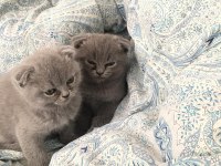 Scottish fold yavrularımız yuva arıyor