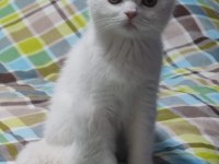 2 aylık dişi scottish fold lekesiz