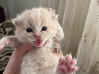Scottish fold yavrularımız yeni sahiplerini bekliyor