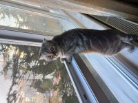 Süper uysal bir abla british shorthair