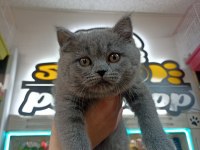 British Shorthair Erkek Yavru 2 Aylık