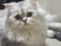 Şecereli british longhair erkek kedimize eş arıyoruz