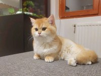 BRİTİSH SHORTHAİR KEDİSİ