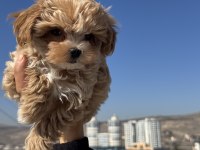 Ankarada ziyarete açık tea cup kore maltipoo