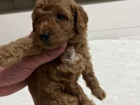 KUCUK YAKISIKLI POODLE COCUKLAR