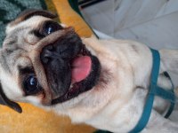 1 YAŞINDA TATLI PUG