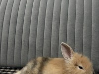 Hollanda lop tavşanı