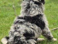 Trde nadir bulunan dizayn ırk mini ausiedoodle yavrumuz