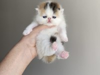 Calico safkan exotic shorthair bebek