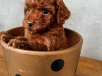 Poodle Bebekleri