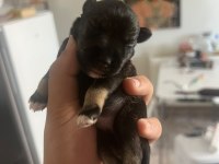 Muhteşem bebekler anne altından rezerve köpeğimiz