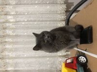 British shorthair evcil ev kedisi