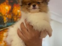 Yavru Pomeranian