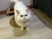1 YAŞINDA ERKEK İRAN KEDİSİ