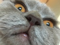 British kedi