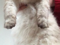 Çok uysal british longhair yuva arıyor