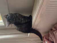 2 aylık son kalan british longhair yavrumuz