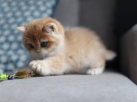 Bal Rengi Golden British Shorthair 