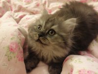2 aylık british shorthair