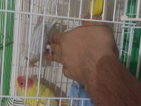 2 Adet Sevda Papağanı Konuşan