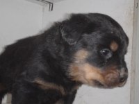 Rottweiler yavru köpekler