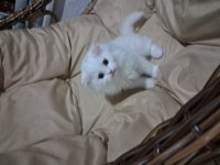 Tatlı scottish fold kardeşler sahiplerini bekliyor