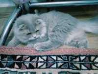 Scottish fold 7 aylık