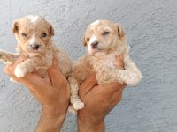 Irk garantili maltipoo yavrular
