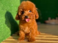 Toy Poodle Köpekler Referans Yavru