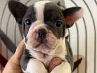 A Plus Irk Standartlarında French Bulldog Yavrularımız