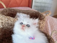 Beyaz Chinchilla