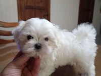 Pamuk Şeker O Numara Maltese