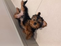 2 aylık yavru yorkshire terrier