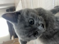 Yavru british shorthair sahiplendirme (İzmir)