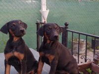 Doberman Yavruları 60 günlük dişi