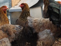 GOLD BRAHMA KULUÇKALIK YUMURTA & CİVCİV