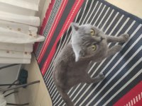 Eğitimli british shorthair yavrumuz