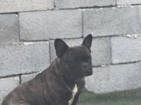 FRENCH BULLDOG ANNELER