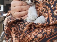 KEDİMİZ SHAKY TATLI OĞLUMUZ YUVA ARIYOR