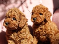 Güzel ve sağlıklı poodle bebekler