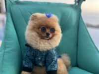 Pomeranian Boo Erkek